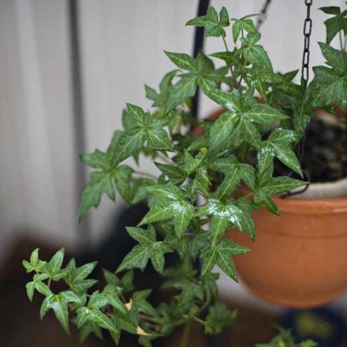 Вьющиеся цветы комнатные. Вьющиеся комнатные растения: применение в домашних условиях, на участке, в саду и в ландшафтном дизайне (130 фото)