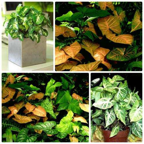 Вьющиеся цветы комнатные. Вьющиеся комнатные растения: применение в домашних условиях, на участке, в саду и в ландшафтном дизайне (130 фото)