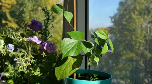 Неприхотливые однолетние вьющиеся цветы для дачи. Вьющиеся однолетники. Живая изгородь быстро! 20