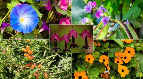 Неприхотливые однолетние вьющиеся цветы для дачи. Вьющиеся однолетники. Живая изгородь быстро! 17