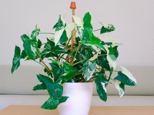 Вьющиеся цветы комнатные. Вьющиеся комнатные растения: применение в домашних условиях, на участке, в саду и в ландшафтном дизайне (130 фото)