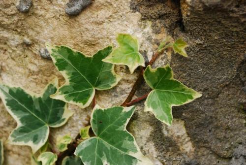 Вьющиеся цветы комнатные. Вьющиеся комнатные растения: применение в домашних условиях, на участке, в саду и в ландшафтном дизайне (130 фото)