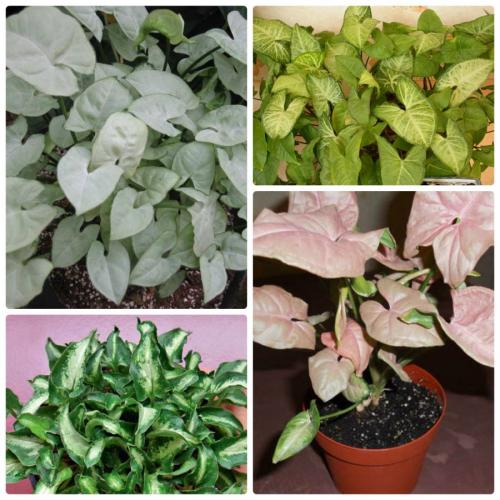 Вьющиеся цветы комнатные. Вьющиеся комнатные растения: применение в домашних условиях, на участке, в саду и в ландшафтном дизайне (130 фото)