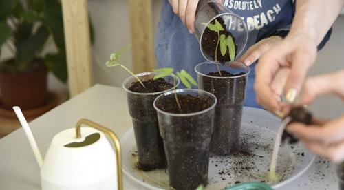 Неприхотливые однолетние вьющиеся цветы для дачи. Вьющиеся однолетники. Живая изгородь быстро! 19