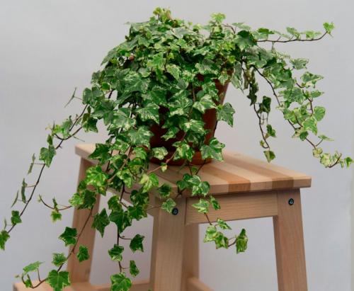 Вьющиеся цветы комнатные. Вьющиеся комнатные растения: применение в домашних условиях, на участке, в саду и в ландшафтном дизайне (130 фото)