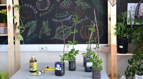 Вьющиеся однолетники для сада. Ипомея 23 Вьющиеся однолетники для сада. Ипомея 23