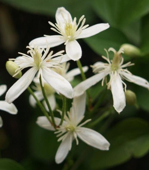 Вьющиеся цветы в горшках на улице. ТОП-15 ползучих растений (лиан), которые отлично растут в горшках