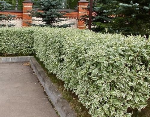 Топ-15 лучших растений для живой изгороди. Рейтинг лучших растений для живой изгороди на 2022 год 04