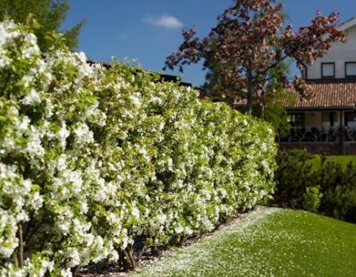 Топ-15 лучших растений для живой изгороди. Рейтинг лучших растений для живой изгороди на 2022 год 11