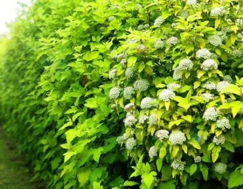 Топ-15 лучших растений для живой изгороди. Рейтинг лучших растений для живой изгороди на 2022 год 03