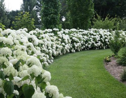 Топ-15 лучших растений для живой изгороди. Рейтинг лучших растений для живой изгороди на 2022 год 08