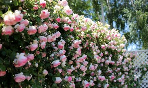 Топ-15 лучших растений для живой изгороди. Рейтинг лучших растений для живой изгороди на 2022 год