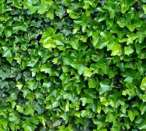 Топ-15 лучших растений для живой изгороди. Рейтинг лучших растений для живой изгороди на 2022 год