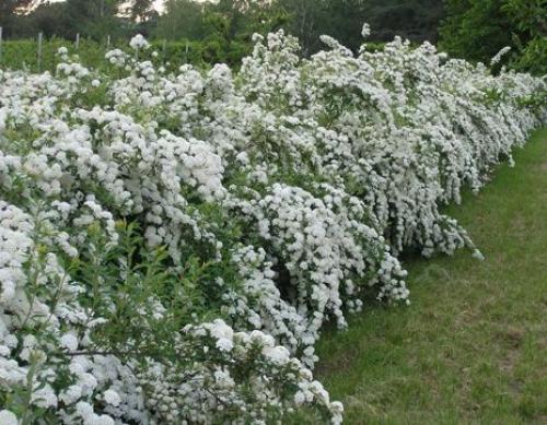 Топ-15 лучших растений для живой изгороди. Рейтинг лучших растений для живой изгороди на 2022 год 06