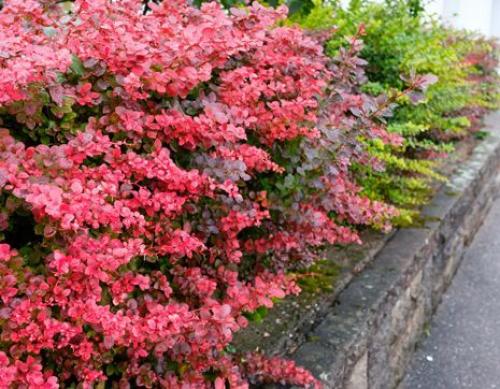 Топ-15 лучших растений для живой изгороди. Рейтинг лучших растений для живой изгороди на 2022 год 10