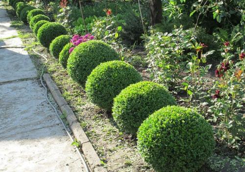 Неприхотливые кустарники для живой изгороди. Кустарники для живой изгороди: названия и фото