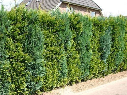 Неприхотливые кустарники для живой изгороди. Кустарники для живой изгороди: названия и фото