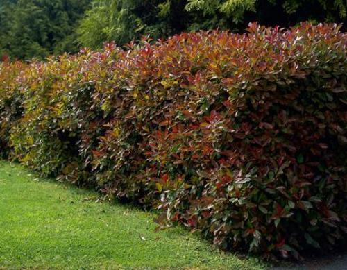 Топ-15 лучших растений для живой изгороди. Рейтинг лучших растений для живой изгороди на 2022 год 07