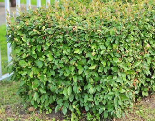 Топ-15 лучших растений для живой изгороди. Рейтинг лучших растений для живой изгороди на 2022 год 05
