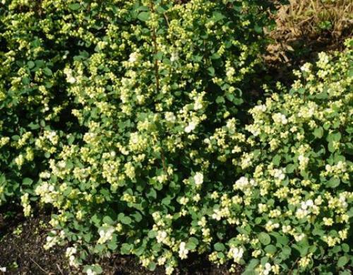 Топ-15 лучших растений для живой изгороди. Рейтинг лучших растений для живой изгороди на 2022 год 09