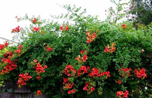 Быстрорастущие вьющиеся растения для забора. Зимостойкие