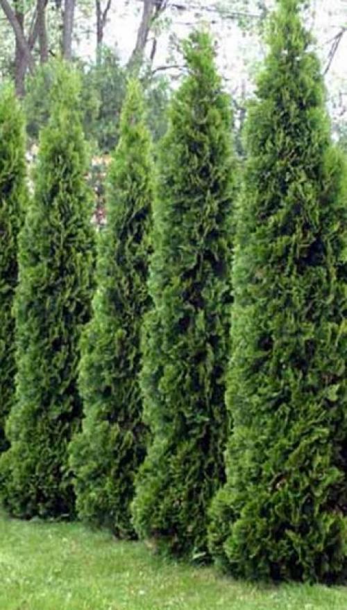 Живая изгородь в средней полосе россии. Вечнозеленые растения