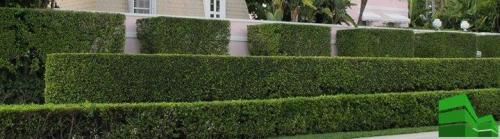 Как быстро сделать живую изгородь. Живая изгородь за месяц