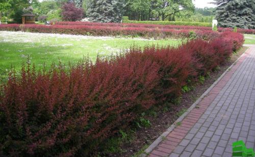 Как быстро сделать живую изгородь. Живая изгородь за месяц