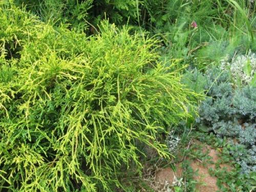 Живая изгородь в средней полосе россии. Вечнозеленые растения