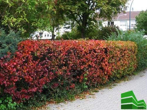 Как быстро сделать живую изгородь. Живая изгородь за месяц