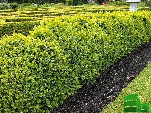 Как быстро сделать живую изгородь. Живая изгородь за месяц