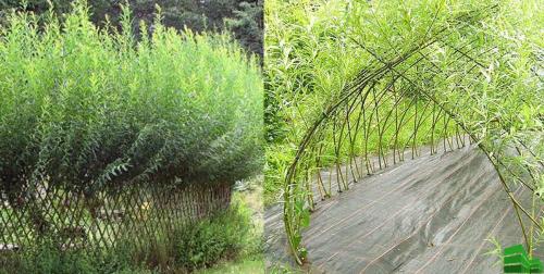 Как быстро сделать живую изгородь. Живая изгородь за месяц