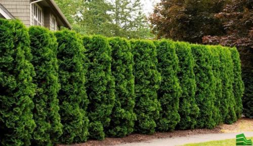 Самая дешевая живая изгородь. Из каких растений лучше сделать живую изгородь