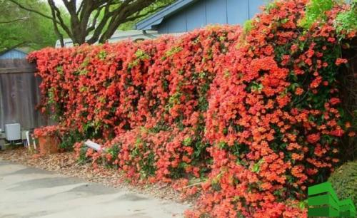 Как быстро сделать живую изгородь. Живая изгородь за месяц