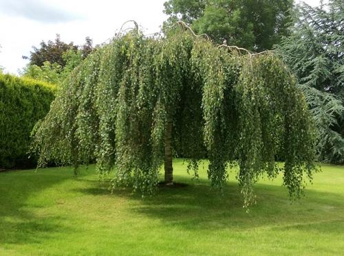 Быстрорастущие вечнозеленые деревья. Самые быстрорастущие деревья