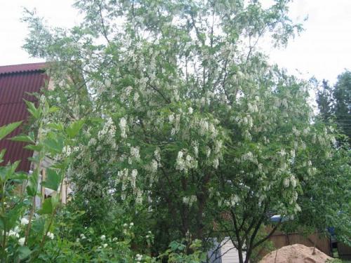 Быстрорастущие вечнозеленые деревья. Самые быстрорастущие деревья