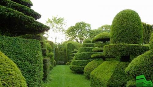 Как быстро сделать живую изгородь. Живая изгородь за месяц