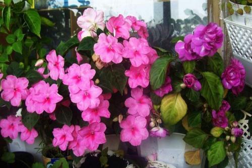 Красивые комнатные растения для интерьера. Комнатные цветы: фото и названия (каталог)