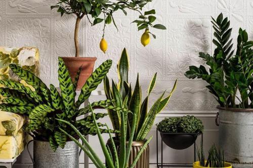 Красивые комнатные растения для интерьера. Комнатные цветы: фото и названия (каталог)