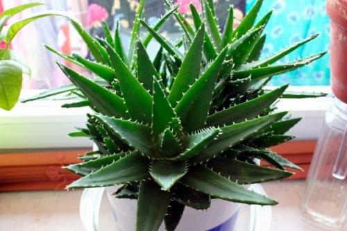 Идеальные растения для дома. Какие цветы должны быть в доме обязательно