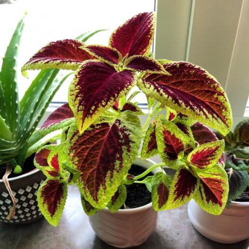 Оригинальные идеи по оформлению дома растениями. Разновидности форм и размеров 04 Оригинальные идеи по оформлению дома растениями. Разновидности форм и размеров 04