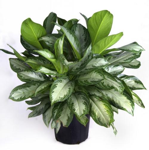 10 самых больших растений для интерьера. ТОП 30 больших и красивых комнатных растений и цветов — фото и названия 13