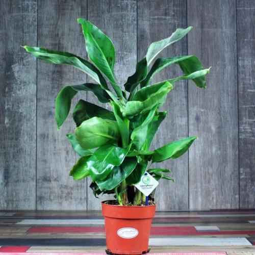 10 самых больших растений для интерьера. ТОП 30 больших и красивых комнатных растений и цветов — фото и названия 06