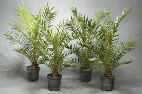 Как разместить растения в интерьере. Как составить композицию? 27 Как разместить растения в интерьере. Как составить композицию? 27