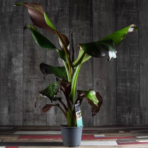 10 самых больших растений для интерьера. ТОП 30 больших и красивых комнатных растений и цветов — фото и названия 05