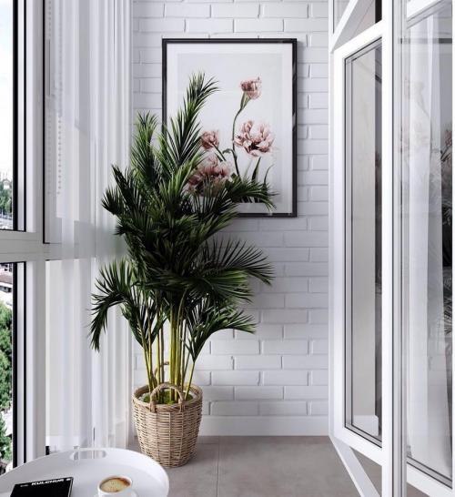 10 самых больших растений для интерьера. ТОП 30 больших и красивых комнатных растений и цветов — фото и названия 01