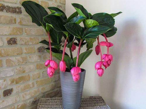 10 самых больших растений для интерьера. ТОП 30 больших и красивых комнатных растений и цветов — фото и названия 09