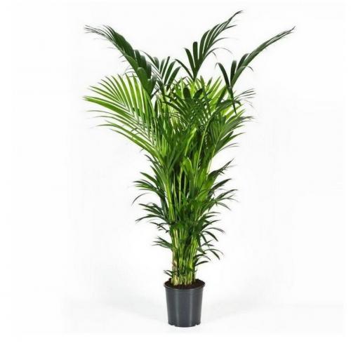 10 самых больших растений для интерьера. ТОП 30 больших и красивых комнатных растений и цветов — фото и названия 07