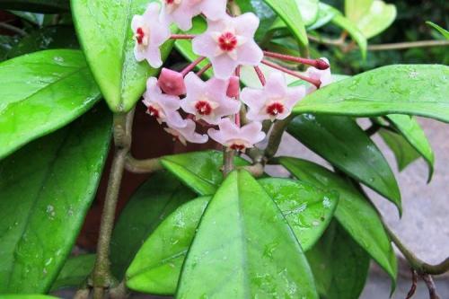 Красивые комнатные растения для интерьера. Комнатные цветы: фото и названия (каталог)