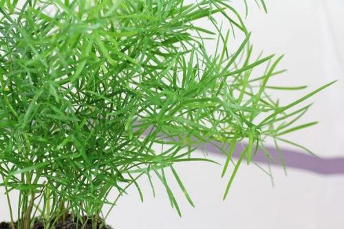 Красивые комнатные растения для интерьера. Комнатные цветы: фото и названия (каталог)